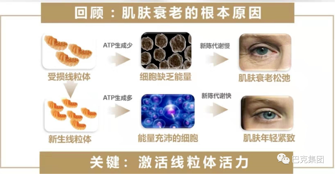 胶原蛋白也开始加速流失,新陈代谢速度变慢,线粒体受损.